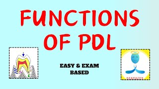 Functions of Periodontal Ligament  Functions of pdl [upl. by Iney713]