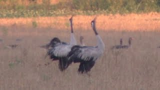 Kraanvogels op het Doldersummerveld bij Wateren en Zorgvlied [upl. by Lledyr]