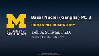 Nervous System Motor System  Basal Ganglia pt 3 [upl. by Etteve]