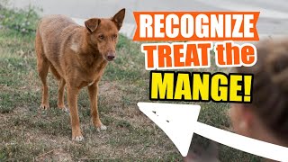 HOW to RECOGNIZE TREAT and PREVENT MANGE🐶 [upl. by Yecnay]