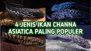 4 Jenis Ikan Channa Asiatica Terpopuler  WS RS RSP RSWS [upl. by Sardse]