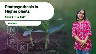 Photosynthesis in higher plant DARK REACTION  CLASS11 NEET [upl. by Sirovart]