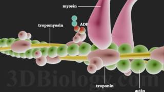 Muscle Contraction 3D [upl. by Akeimahs]