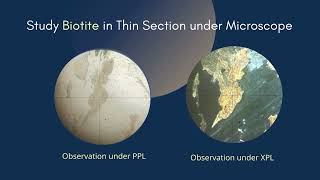 Biotite thin section under microscope  Pleochroic  Optical Mineralogy Geology Earth Science [upl. by Anha778]