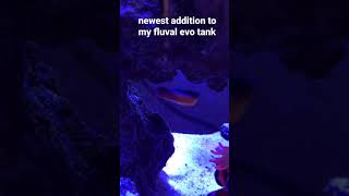 Neon Dottyback  Newest addition to my fluval evo 135 saltwater tank [upl. by Naerda]