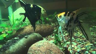 Angelfish breeding [upl. by Jorge]