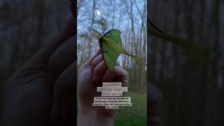 The Luna Moth Actias luna lunamoth nativeplants moths biodiversity [upl. by Coopersmith]