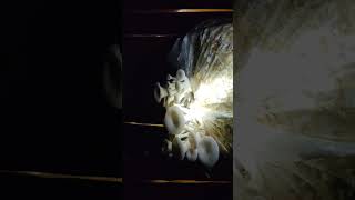 Beautiful mushroom growers timelapse video 📷timelapse mushroom [upl. by Aiehtela]