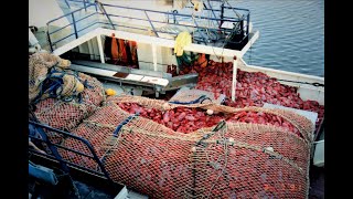 Stories From The Orange Roughy Fishery  The Greatest Boom and Bust in Australias Fishing History [upl. by Isawk826]