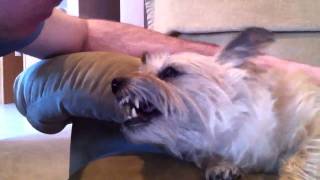 Female cairn terrier love part 1 [upl. by Farah]