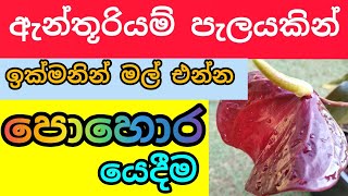 Anthurium pohora  anthurium fertilizer  ඇන්තූරියම් පොහොර  anthurium wagawa sinhala  anthurium [upl. by Saretta3]