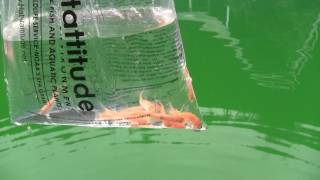 Adding Rosy Red Minnow to pondpool for mosquito control [upl. by Matthaus607]