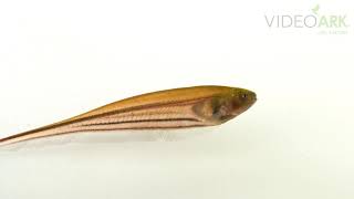 A glass knifefish Eigenmannia virescens at FinTastic Fish in Bellevue Nebraska [upl. by Hserus]