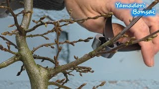 Yamadori Bonsai Hainbuche  Carpinus betulus [upl. by Raddi]