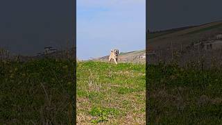 Turkish Anatolian Shepherd Dogs [upl. by Lamberto]