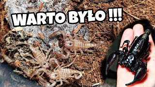 Warto było rok czekać  😍 czyliwylęg młodych Heterometrus silenus ex petersii 🦂 [upl. by Cressi]