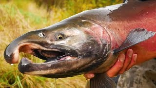 EPIC Coho Salmon FISHING  Twitching Jig BEATDOWN Underwater Bites CAPTURED [upl. by Llenyt]