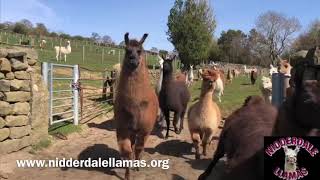 Llama and Alpaca Stampede [upl. by Tammy]