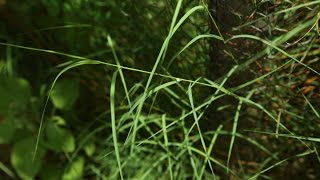 Amazing Native plants Garika Bermuda GrassCynodon dactylon [upl. by Oinotnaesoj]