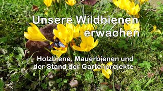 Unsere Wildbienen erwachen [upl. by Ricker]