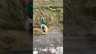 Cairn Terrier dog thinks he’s on the Gladiators travelator [upl. by Frederick]