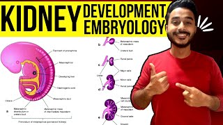 development of kidney embryology  kidney development embryology  development of renal system [upl. by Adne]