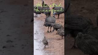 Helmeted Guinea fowl birds wildlife guineafowl kenyansafari viralshorts [upl. by Verla]