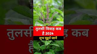 तुलसी विवाह कब है 2024  तुलसी विवाह का शुभ मुहूर्त  Tulsi Vivah Kab 2024 shorts [upl. by Gaultiero]