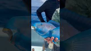 fishing parrotfish fish colorfullfish ocean polarblueparrotfish bloodparrotfish fishinglife [upl. by Lupien]