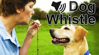 Dog Whistle Sound [upl. by Laird164]