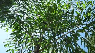 Caryota maxima Himalayana or Himalaya Palm [upl. by Nirrat]