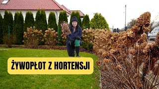 Hortensja bukietowa cięcie ŻYWOPŁOT Z HORTENSJI KIEDY SADZIĆ HORTENSJE [upl. by Noirad517]