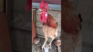 Adorable Rooster Crowing Sounds  Amazing Rooster Crowing Sound Effect 🐓 shorts [upl. by Vivia]