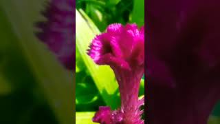 Foulds of these flowers are unreal 🤌💓💓flowergarden flowers nature shortsvideo [upl. by Atelra]