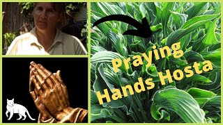 Hosta of the Year 2011 Praying Hands Hosta Shade Garden Hands Folded in Prayer [upl. by Swane129]