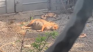 Pregnant Dog Was Left Outside in Labor At The Gate Completely Ignored by Her Owner [upl. by Ahsiner]