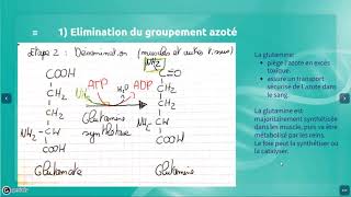 Métabolisme azoté partie 2 Le catabolisme des acides aminés [upl. by Benoite]