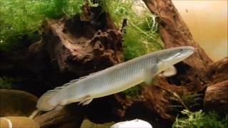 Flösselhechte  Polypterus Senegalus [upl. by Estren]