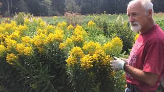 How to Harvest Goldenrod with Michael Pilarski quotSkeeterquot [upl. by Kolk]