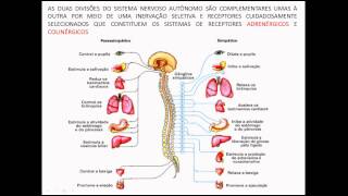 FARMACOLOGIA DO SNA  RECEPTORES ADRENÉRGICOS E COLINÉRGICOS AULA 2 [upl. by Notsnhoj]