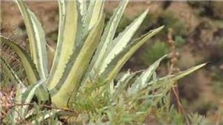 Home Landscaping Tips  How to Landscape With Agave [upl. by Sharon402]