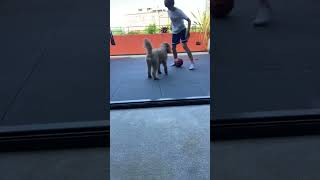 Nutmegging My Dog Lol [upl. by Ensoll]