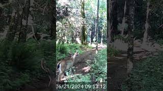 Mountain trail cam [upl. by Cavanagh]