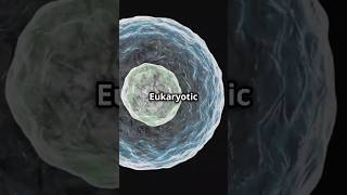 Prokaryotic snd Eukaryotic Cells gcse revision chemistry physics biology science [upl. by Balliett]