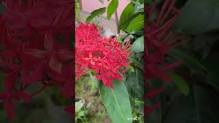 Ixora coccinea [upl. by Auqinaj]