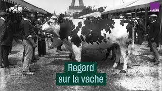 De la Préhistoire à la Vache qui rit  les représentations de la vache [upl. by Corty]