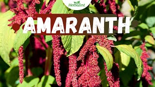 Amaranth  Herbazest [upl. by Jonme804]