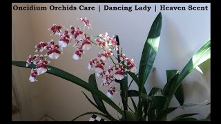 Oncidium Orchids Care  Dancing Lady  Heaven Scent Redolence  Sweet Sugar Lemon Drop [upl. by Shaughn814]