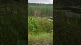 Marsh slow reveal Gainesville FL floridamarsh floridawetland wetlandpark [upl. by Accber]