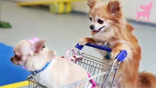 Cute Chihuahua Dog Tricks with Tiny Shopping Cart [upl. by Arras]